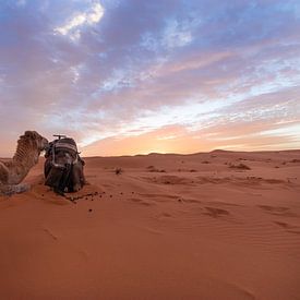 Arabische Kamele - Merzouga Wüste, Marokko von Thijs van den Broek