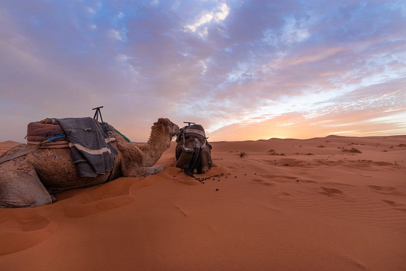 Arabische kamelen - Merzouga-woestijn, Marokko van Thijs van den Broek