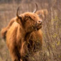 Schottischer Highlander im Brabanter Land