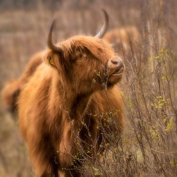 Scottish Highlander in the Netherlands by Leontine van der Stouw