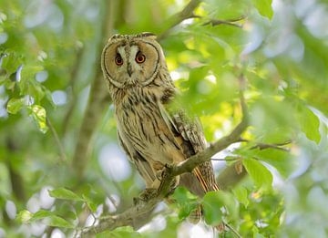Long-eared owl in the tree. by Larissa Rand