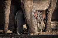 Baby olifant van Inge van den Brande thumbnail