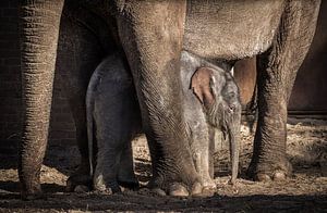 Baby olifant van Inge van den Brande