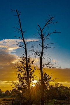 Twee boomstammen bij zonsondergang van Felix Marx