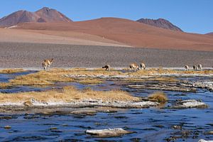 Vicunas