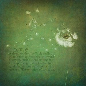 Löwenzahn Flusen