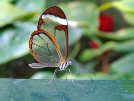 Tropische vlinder Tropical Butterfly - Greta Oto (Collectie 2018) by Jan van Bruggen