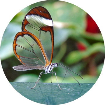 Tropische vlinder Tropical Butterfly - Greta Oto (Collectie 2018) van Jan van Bruggen