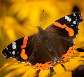 Vanessa Atalanta van Ingrid Ronde