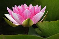 Pink Water Lily