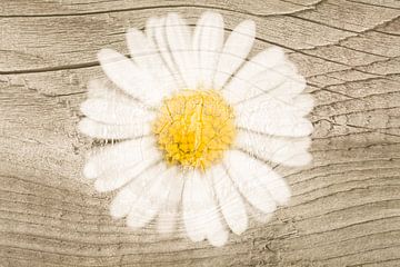 Gänseblümchen auf Holz in sanften Naturfarben von Lisette Rijkers