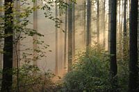 Les arbres et le soleil