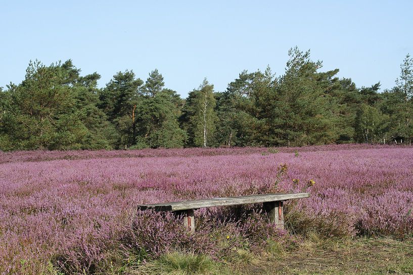 Wunderschöne Heide 2019: Ein kleines Päuschen gönn ich mir! von Anja Bagunk