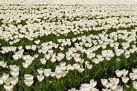 Tulipany