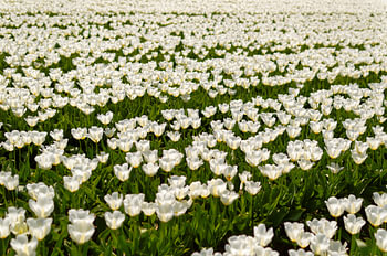 Tulipany