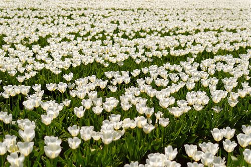 Tulipany