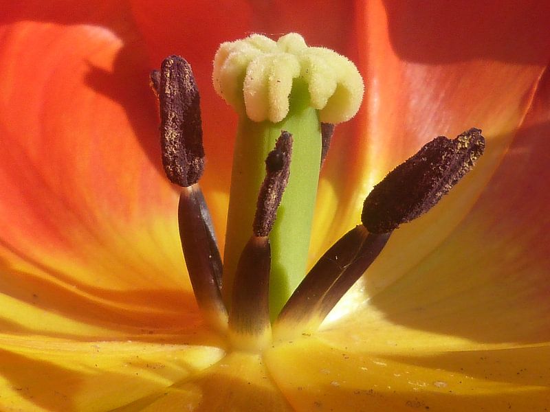 tulp par Ton Horst