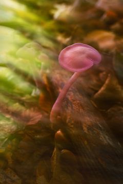 Paars-roze paddenstoelen in de natuur van Chihong