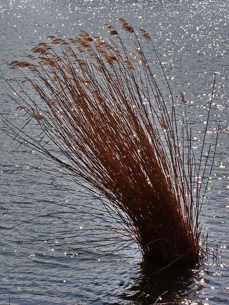 Riet 3 van Edgar Schermaul