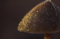 Frostige Welt