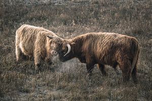 Schottische Hochlandbewohner im Naturschutzgebiet
