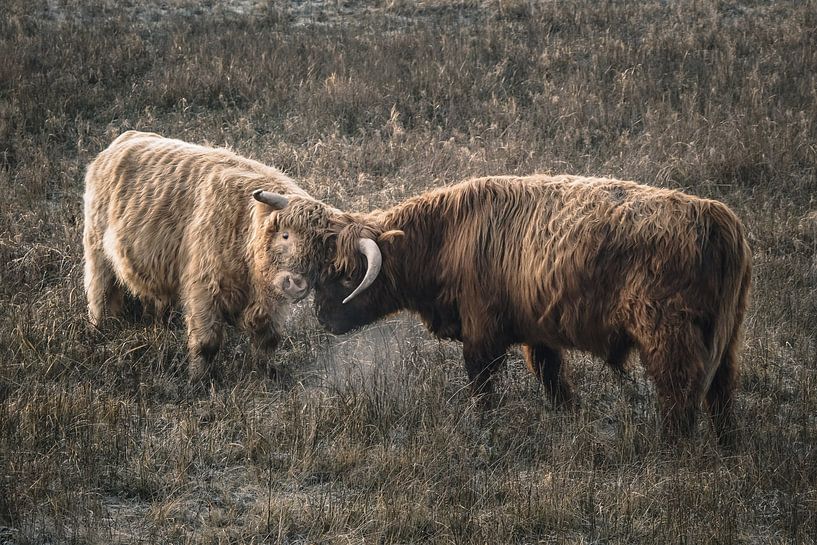 Scottish highlanders in nature reserve by Dirk van Egmond