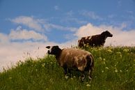 Des moutons sur la digue par Arjan Aarnoudse Aperçu
