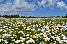 Ein Feld mit Wildblumen im Sommer von Claude Laprise