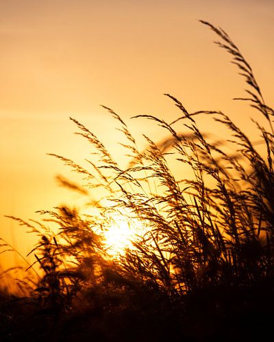 Hoog gras in de avondzon