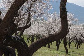 Almond trees in blossom
