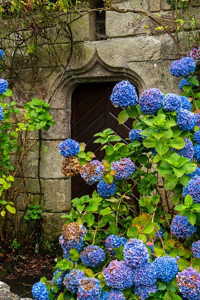 Zee van bloemen op een oude muur in Locronan | Bretagne van Flatfield