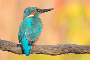 Eisvogel von Dennis Bresser