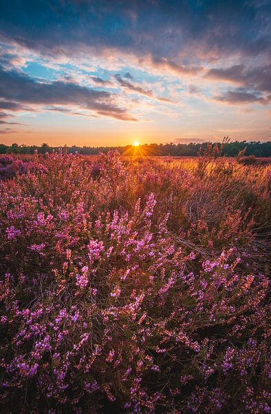 Coucher de soleil Loonse et Drunense Dunes avec bruyère I par Ronne Vinkx