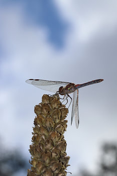 Une libellule rouge se détache sur le ciel