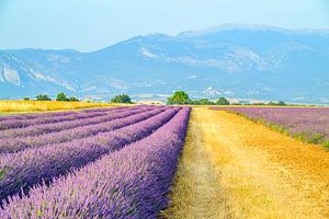 Lavendelblüte in der Provence im Sommer