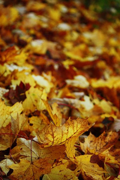 Goldener Herbst XI von Meleah Fotografie