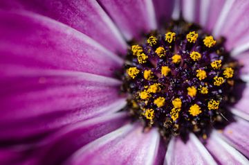 Pink Daisy van Hans van Gurp