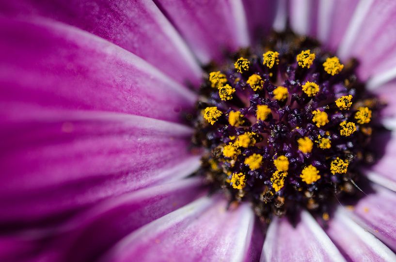 Pink Daisy van Hans van Gurp