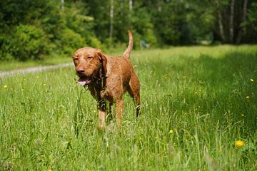 Auf der Wiese mit einem braunen Magyar Vizsla Drahthaar.