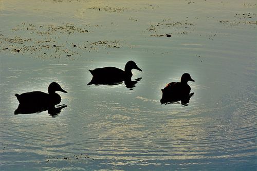 Eenden in het water