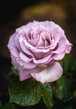 Belle rose rose avec des gouttes de pluie