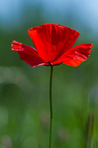 La beauté à la campagne