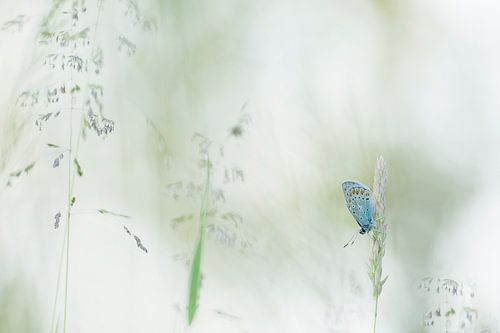 Fragile