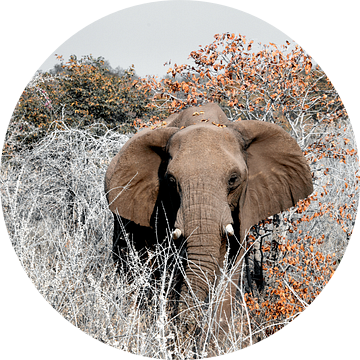 Etosha - naderende olifant van Rene Siebring