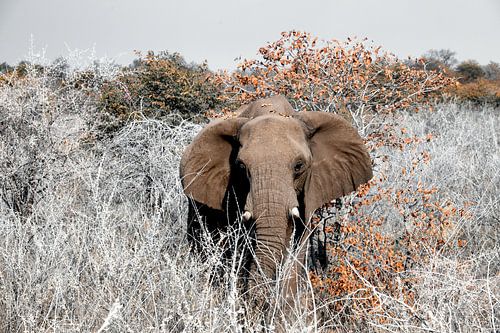 Etosha - naderende olifant