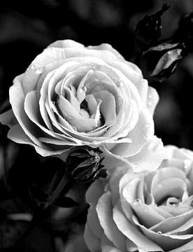 Rode rozen maar dan in zwart wit vastgelegd van foto by rob spruit