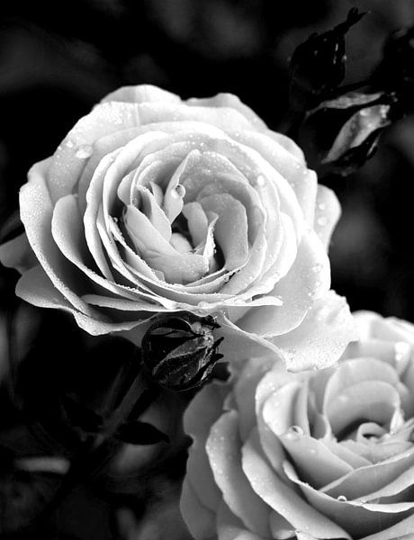 Red roses but captured in black and white by foto by rob spruit