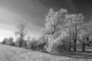 Besneeuwd winterlandschap - zwart/wit foto van t.ART