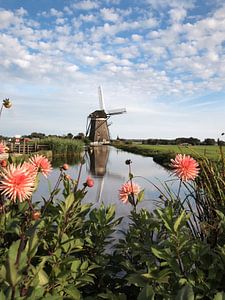 Mühle mit rosa Dahlienblüten in einer Polderlandschaft von iPics Photography