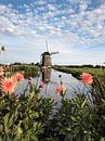 Mühle mit rosa Dahlienblüten in einer Polderlandschaft von iPics Photography Miniaturansicht